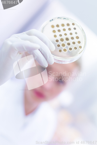 Image of Scientist growing bacteria in petri dishes on agar gel as a part of scientific experiment.