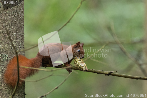 Image of Eurasian Red Squirrel on spruce branch