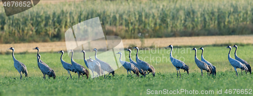 Image of Group od Cranes(Grus grus) in row