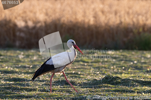 Image of White Stork in meadow