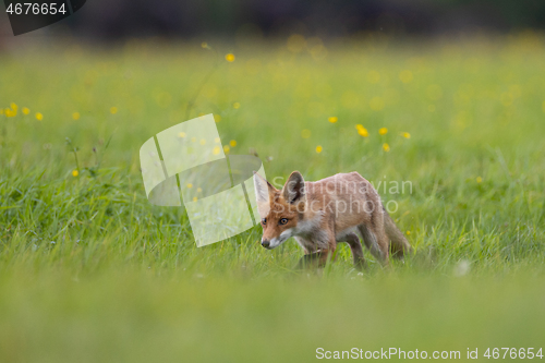 Image of Red fox (Vulpes vulpes) watching