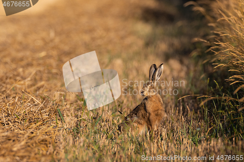 Image of Hare in light of rising sun