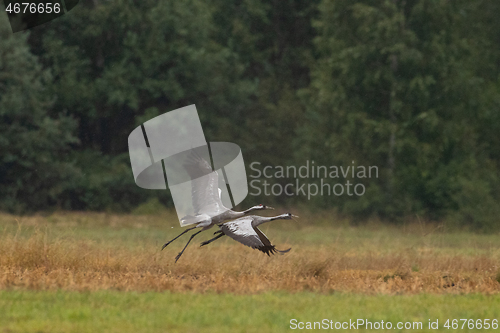 Image of Cranes(Grus grus) take off