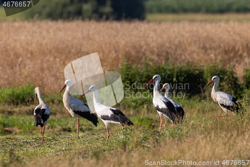 Image of Group of White Stork in meadow