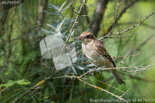 Image of Red-backed Shrike (Lanius collurio) female