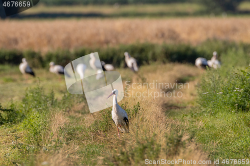 Image of Group of White Stork in meadow