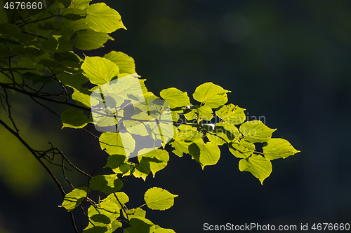 Image of Small-leaved Lime(Tiliaa cordata) tree branch