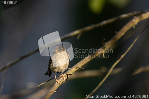 Image of Juvenile Eurasian Wren(troglodytes troglodytes) on branch