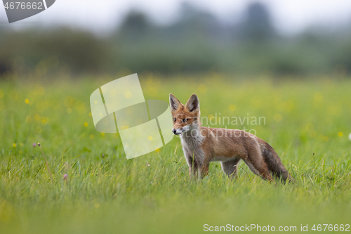 Image of Red fox (Vulpes vulpes) watching