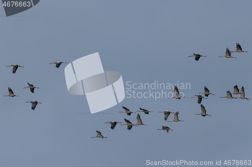 Image of Common Crane (Grus grus) in flight