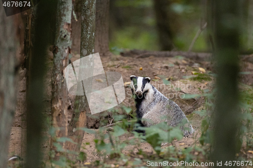 Image of European Badger(Meles meles) in fall