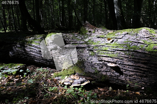 Image of Broken lying downt linden tree log