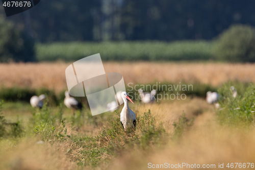 Image of Group of White Stork(Ciconia ciconia) in meadow