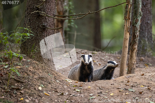 Image of European Badger couple(Meles meles) in fall evening