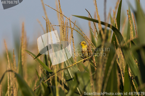 Image of Yellowhammer(Emberiza citrinella) among corn leaves