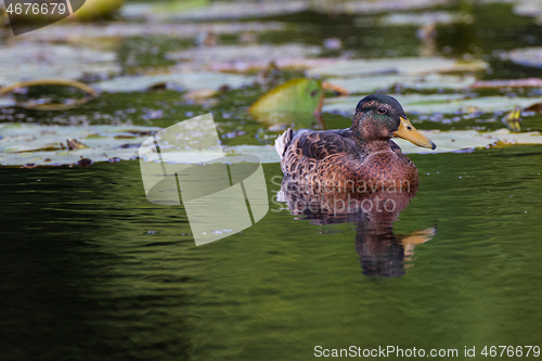 Image of Mallard (Anas platyrhynchos) female during foraging