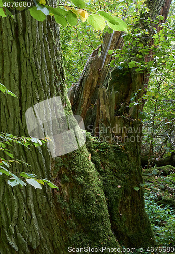 Image of Old oak stump moss wrapped in foreground