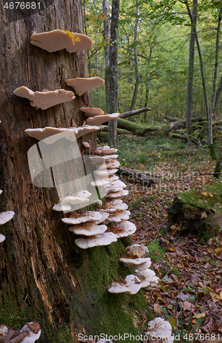 Image of Autumnal fungus grows over stump