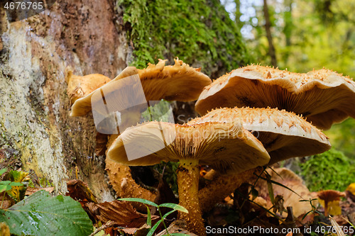 Image of Inedible mushrooms against moss covered log