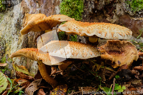 Image of Inedible mushrooms against moss covered log