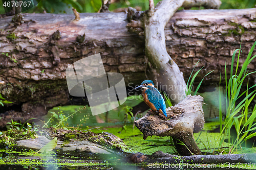 Image of Common Kingfisher (Alcedo atthis) next to lying stump