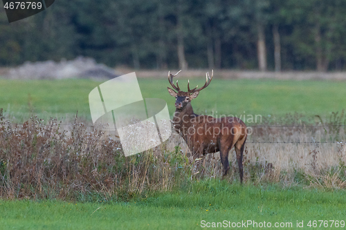 Image of Red Deer (Cervus elaphus) looking back