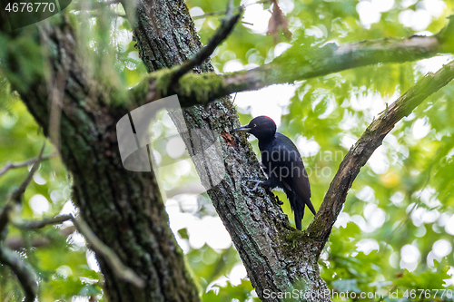 Image of Black Woodpecker (Dryocopus martius) in forest
