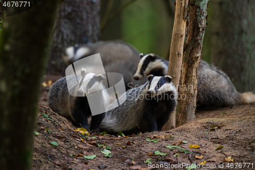 Image of European Badger couple(Meles meles) in fall evening