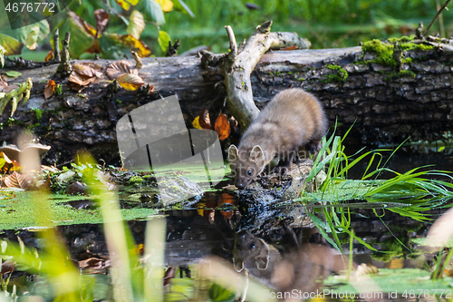 Image of Pine Marten (Martes martes) close to water