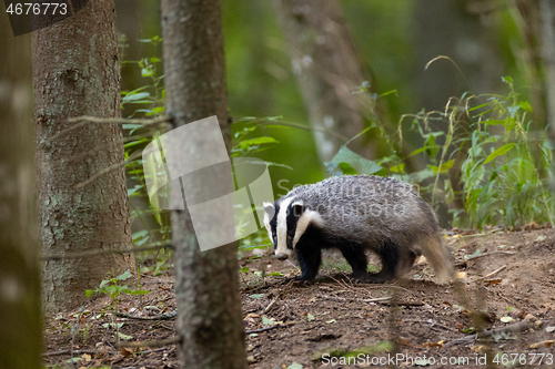 Image of European Badger(Meles meles) in fall