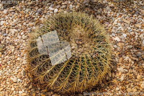 Image of Big cactus in Almeria, Spain