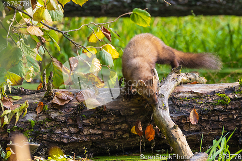 Image of Pine Marten (Martes martes) close to water