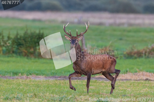 Image of Red Deer (Cervus elaphus) looking forward