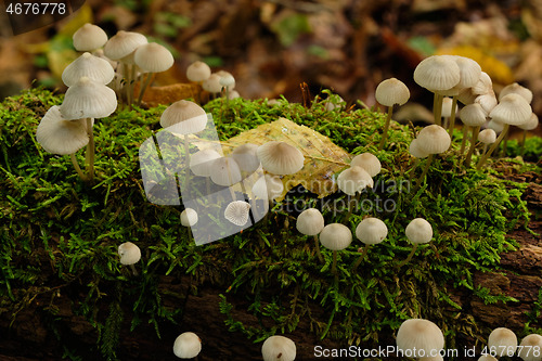 Image of Old stump moss wrapped with some fungus