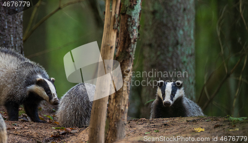 Image of European Badger couple(Meles meles) in fall evening
