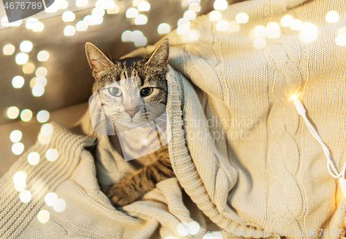 Image of tabby cat lying on blanket at home in winter