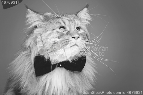 Image of Beautiful maine coon cat with bow tie