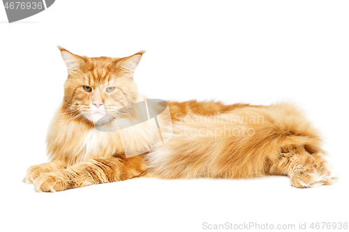 Image of Beautiful maine coon cat