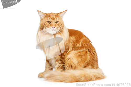 Image of Beautiful maine coon cat