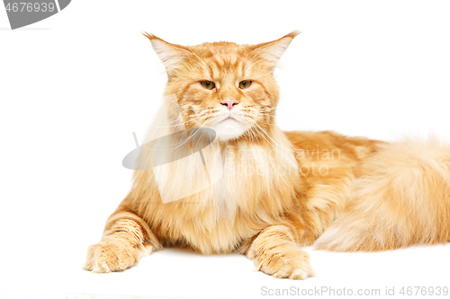 Image of Beautiful maine coon cat