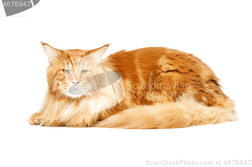 Image of Beautiful maine coon cat