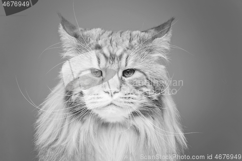 Image of Beautiful maine coon cat