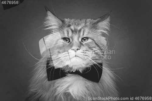 Image of Beautiful maine coon cat with bow tie