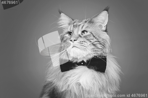 Image of Beautiful maine coon cat with bow tie