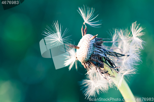 Image of close up of Dandelion, spring abstract color background