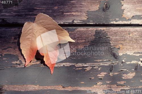 Image of Autumn Leaf