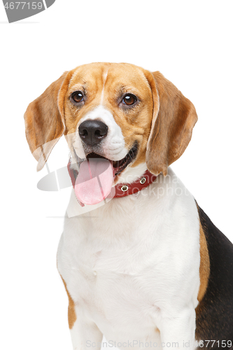 Image of beautiful beagle dog isolated on white