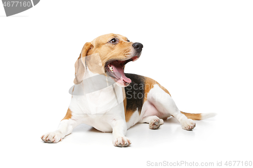 Image of beautiful beagle dog isolated on white