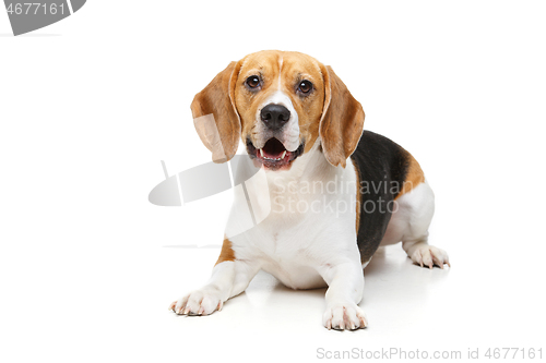 Image of beautiful beagle dog isolated on white