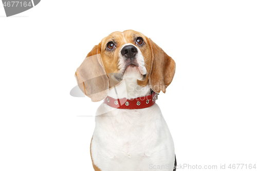 Image of beautiful beagle dog isolated on white